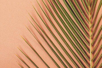 Tropical palm leaf on brown background
