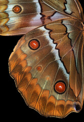Aufkleber - pattern of tropical butterfly wings. butterfly wings texture background
