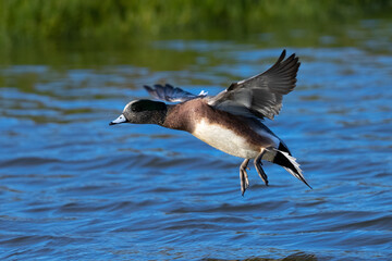 american wigeon landing, seen in a north california marsh