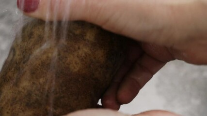 Wall Mural - Rinsing Russet Potatoe