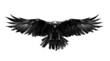 hand drawn raven bird in front on white background