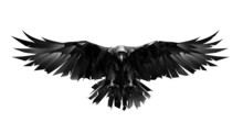 Hand Drawn Raven Bird In Front On White Background