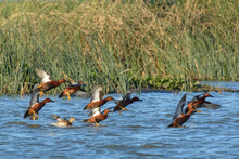 Small Flock Of Cinnamon Teal Ducks Landing In The Water Of Flooded Wetlands