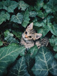 cute big eye cat portrait in Hedera helix, blurred green leaf background