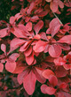 Fresh tropical red leaves background