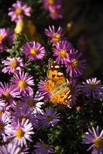 Vanessa Cardui Macro Photo. Butterfly On Autumn Flowers
