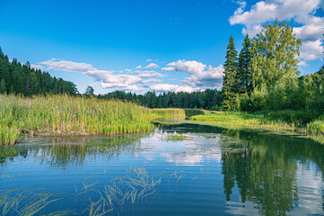 Wall Mural - the blue sky and forest are reflected in the river on a summer day.