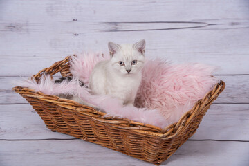 Poster - Katzenwelpen beim Spielen und Kuscheln