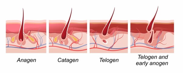 vector illustration horizontal poster for biology and medicine of human hair growth phase