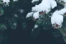 Beautiful Christmas Background With Snow Covered Green Pine Tree Brunch Close Up. Copy Space, Trendy Moody Dark Toned Design. Vintage December Wallpaper. Natural Winter Holiday Forest Backdrop