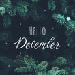 Beautiful Christmas Background with green pine tree brunch and lettering Hello December. Trendy moody dark toned Vintage December design. Natural winter holiday forest backdrop