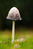 Fototapeta Sawanna - Shaggy Inkcap Mushroom with a diffused background  