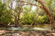 The Roper river at Mataranka ,Northern territory, Australia.