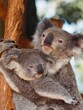 Gorgeous mothering Koala embracing and protecting her cherished baby.