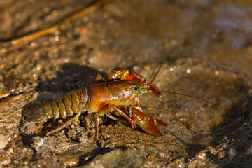 Signal crayfish, Pacifastacus leniusculus, in water at sandy river bank. North American crayfish, invasive species in Europe, Japan, California. Freshwater crayfish in natural habitat. Wildlife nature