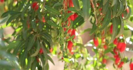 Wall Mural - Goji berry fruits in sunshine garden