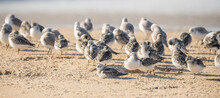 Snowy Plover, A Small Sandpiper, On The Beach. Flock Of Birds Close Up