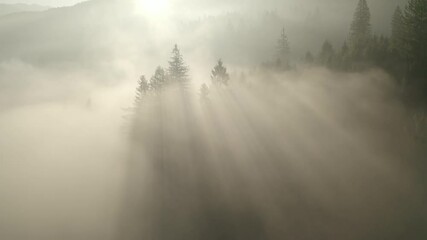 Wall Mural - Morning haze in the fresh mountain forest.