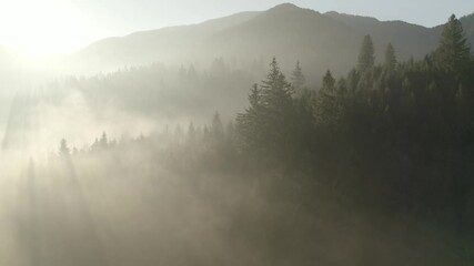 Wall Mural - Morning haze in the fresh mountain forest.