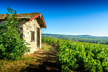 Wall Mural - Cadole au milieu du vignoble de Morgon, Beaujolais, France