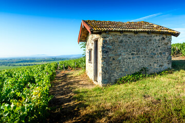 Wall Mural - Cadole au milieu du vignoble de Morgon, Beaujolais, France