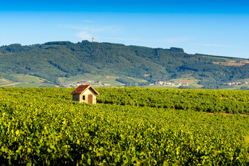 Wall Mural - Cadole au milieu du vignoble de Morgon, Beaujolais, France