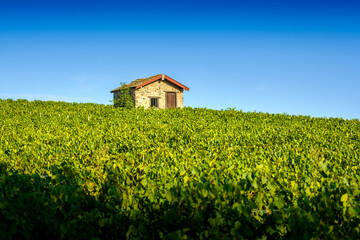 Wall Mural - Cadole au milieu du vignoble de Morgon, Beaujolais, France