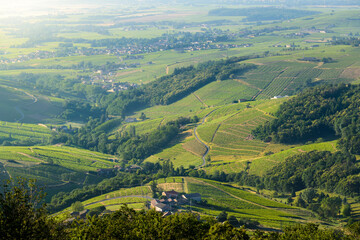 Wall Mural - Vignes du Beaujolais, France