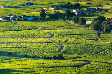 Wall Mural - Morning lights and colors over vineyards of Beaujolais, France