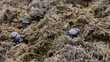 dung beetles working a dung pile