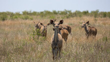 A Herd Of Kudu Cows