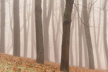 Bare Autumn Trees In The Fog