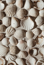 Lots Of Beige And White Seashells. Abstract Flat Lay, Top View Pattern Background