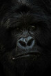 © David - Mountain gorilla - Gorilla beringei, endangered popular large ape from African montane forests, Mgahinga Gorilla National park, Uganda.