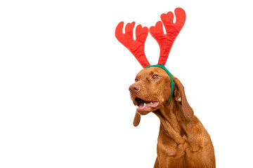 Wall Mural - Dog Christmas Background. Vizsla wearing xmas reindeer antlers studio portrait on white background.