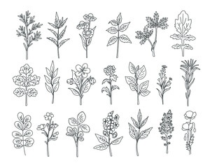 Wall Mural - natural herbs and wildflowers. hand drawing big set. vector illustration