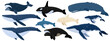 Cartoon set of whales. Beluga, killer whale, humpback whale, cachalot, blue whale, dolphin, bowhead, southern right whale, sperm hale. Underwater world, Marine life