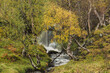 A small waterfall between autumn birches.