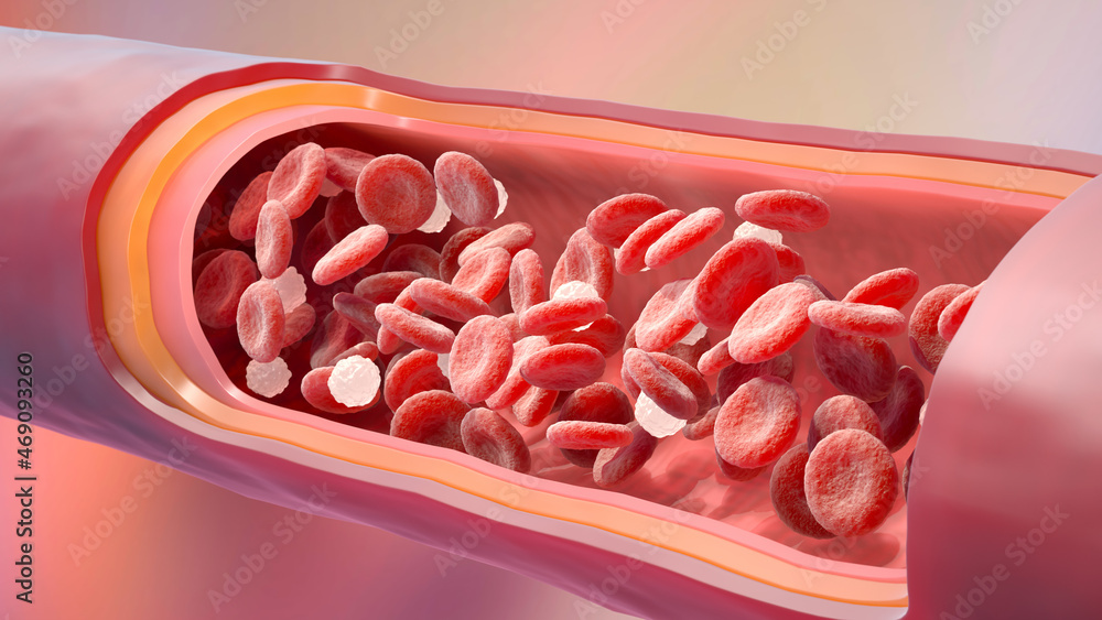 Red and white blood cells in the vein Stock Illustration | Adobe Stock