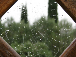Spider web after rain