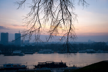 Evening view on Sava and Danube river from park Kalemegdan in Belgrade, Serbia. Silhouettes of tree branches on the background of sunset