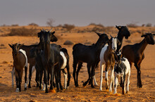 West Africa. Mauritania. A Flock Of Goats Graze In The Sahara Desert, In Which There Is Almost No Vegetation.