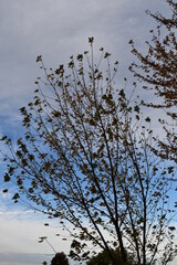 Wall Mural - Bare Autumn Tree