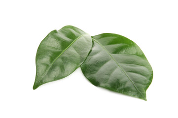 Leaves of coffee plant on white background