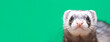 Portrait of cute funny ferret on green background