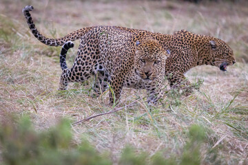 Two leopards after mating