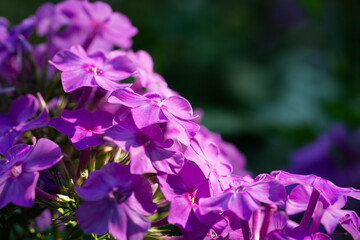 Wall Mural - Floral background with inflorescences of Phlox flowers