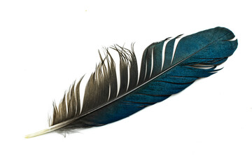 black and blue magpie feather on a white isolated background