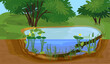 Abstract cartoon landscape with split level freshwater pond. Biotope pond with Yellow water-lily (Nuphar lutea) plants and driftwood