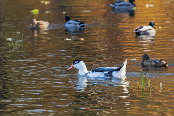 Canvas Print - Male and female ducks swim in the water on a pond in the setting sun.